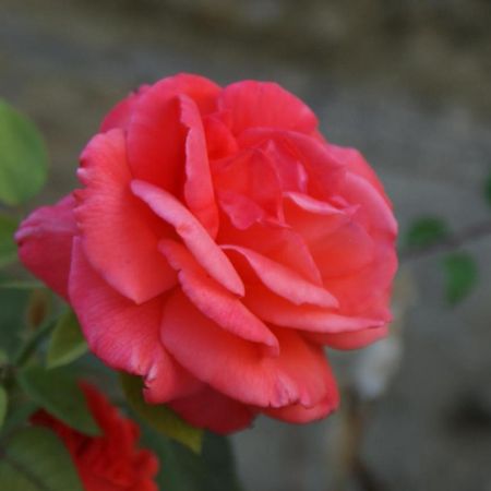 Romantic Gite Nr St Emilion With Private Pool And Views To Die For Pujols  Bagian luar foto