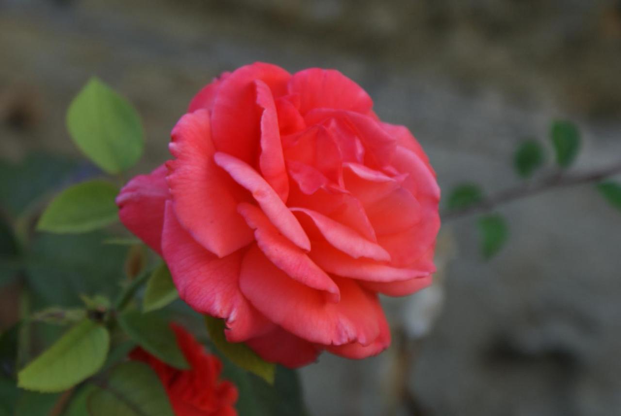 Romantic Gite Nr St Emilion With Private Pool And Views To Die For Pujols  Bagian luar foto